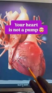 The human heart is far more complex and extraordinary than we’ve been traditionally taught. Rather than the simple organ for pumping blood, it takes on a more profound form and function. Structurally, the heart can be envisioned as having the shape of a chestahedron, a unique geometric form recognized for its stability and balance, symbolizing the foundation of all geometric shapes. Beyond its physical appearance, the heart contains approximately 40,000 neurons, specialized nerve cells that allo