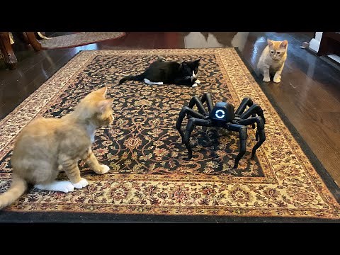 Robugtix T8X Lua Programmable Spider Robot 🕸️ Gadgetify