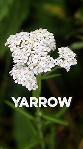 10K views · 395 reactions | Meda Weda and her son Gabe Farrenburg guide us through identifying yarrow, sharing its powerful medicinal properties and deep historical significance. Discover how this incredible plant has been used for generations! Watch the full video on our YouTube page. #indigenousknowledge #indigenousmedicine #foraging #alaskalife | Indigenous Food Lab | Facebook