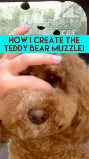 277K views · 2K reactions | 笠笠SAVE THIS TEDDY ONE NOW! 笠笠⭐️FOLLOW NOW...