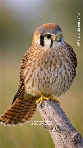 🦅 American Kestrel - the smallest falcon | sparrow hawk