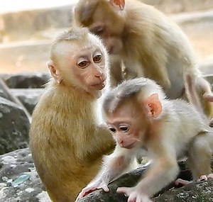 Wow, Joyce Gave Small Lesson to Lucie But, Lesson To Angela For Staying Near Baby Jovi But Let Lucie Touch Baby Sometime, Poor Monkeys. | Story History