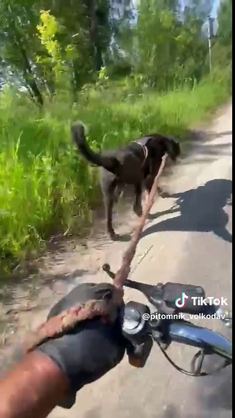 pitomnik_volkodav op TikTok