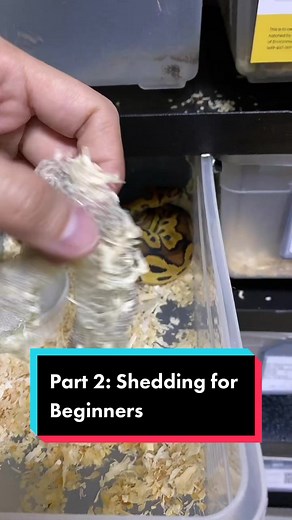 So alam na natin ang signs para masabi na mag she-shed ang Ball Python natin. Ano naman ang dapat gawin during shedding mismo? #fyp #foryou #ballpython #ballpythonbreeder #animals #pet #reptiles #exotics #exoticpets