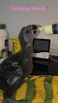 Eclectus Parrot hand feeding baby #parrot #parrotvideo #parrotlover #parrotlovers #parrots
