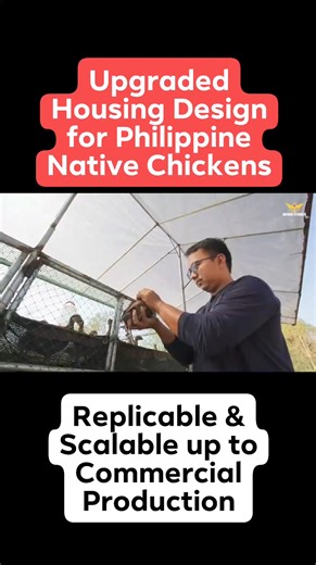 35K views · 551 reactions | Replicable ans Scalable Upgraded Housing Design for Philippine Native Chickens. | SirJuan Agriventure | Facebook