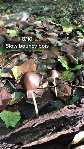 Mushroom rating (in terms of bounce) #ratemymushrooms #autumn #nature #mushrooms #awalkinthewoods