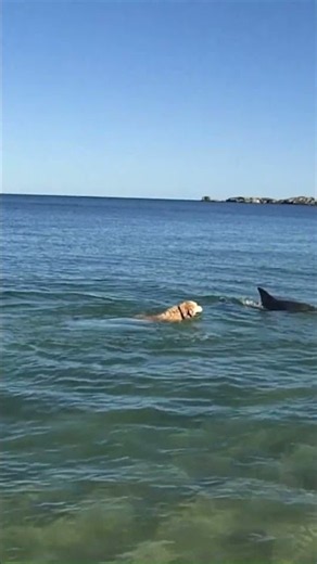 Dog playing tag with a dolphin #nature #beach #animals