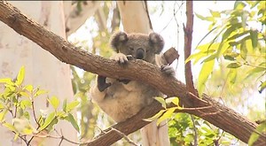 3.6K views · 180 reactions | Around 50 bush fire survivors are recovering at Port Macquarie's Koala Hospital, brought in from right across the state. | 7NEWS Central West | Facebook
