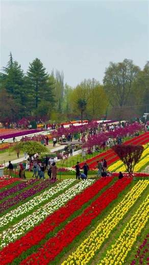 Exploring Tulip Garden #Kashmir #flowers #shorts