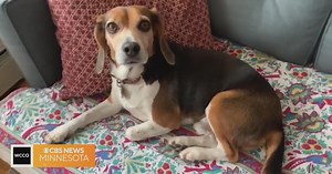 Who do dogs pay more attention to — men or women?