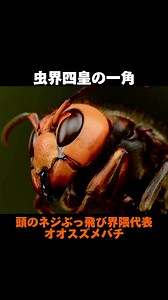 アメリカでのスズメバチの驚異と進化