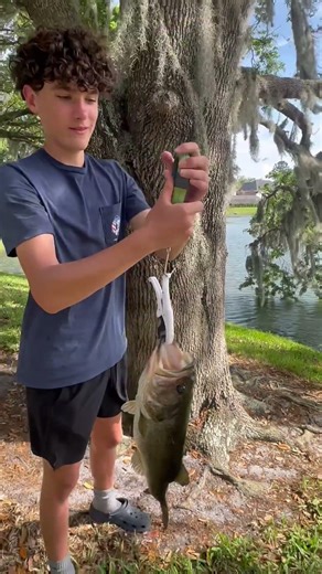 Big bass on live bait #fishing