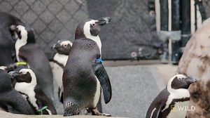 12K views · 377 reactions | Pepper the penguin visits the Zoo clinic to have x-rays done to see if the underlying issue with Pepper's stiff gate is in her feet, knees, or back. | National Geographic Animals | Facebook