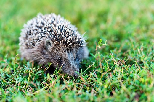 ▷ Erizo » Características, Alimentación, Hábitat, Reproducción, Depredadores