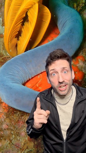 1.3M views · 19K reactions | Slime Eel  #funfacts | Odd Danny | Facebook