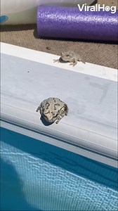 131K views · 1.2K reactions | In the Summertime, even the frogs are tired of all the annoying bugs flying around.  | ViralHog | Facebook