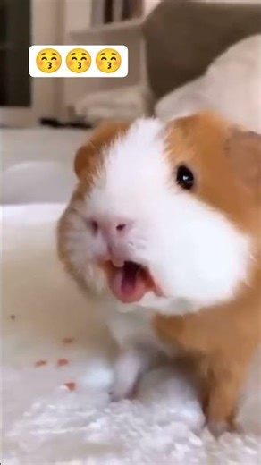Guinea pig #shorts #viralshorts #cuteanimals #animalfunny #trendingshorts #music #aivideo