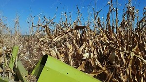 Cutter Bar of Combine Harvester Cutting Corn Stalks. Corn Harvest on Farmland. Combine Harvests Corn. Ripe Corn on the Cob on Dry Corn Stalks.
