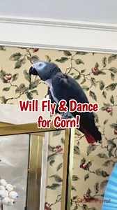47K views · 1.9K reactions | Some people work for money. I fly and dance for corrrrn! #dancingparrot #ParrotVideo #TalkingParrot #fblifestyle | Einstein the Talking Texan Parrot | Facebook