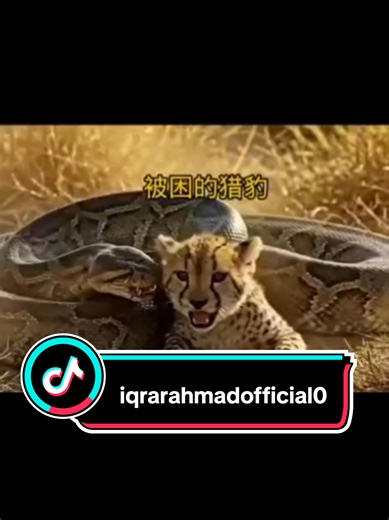 As they faced the terrifying moment, the mother cheetah had no faith left in her ability to save her child 🐆💔. Would she succeed, or was it already too late? 😢 The little cub looked away from his mother for just a second — and in that instant, the massive python 🐍 struck, wrapping its powerful coils around him. The cheetah screamed, “Help! Come quickly!” 😭 Her voice echoed through the forest 🌳, but the more the cub struggled, the tighter the python squeezed 🌀. Each second felt heavier, ea
