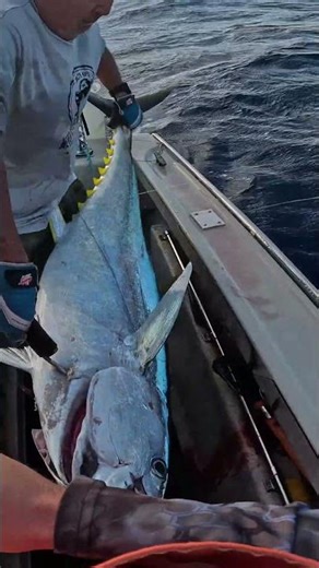 Catching Ahi (Yellowfin Tuna) Local Style #fishing #offshorefishing