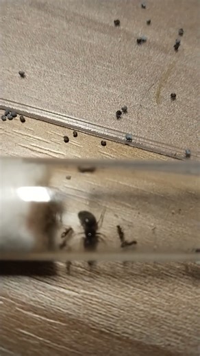 Camponotus ligniperda and lasius niger