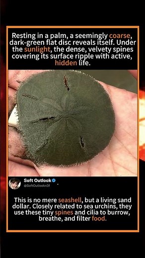 Did You Know Sand Dollars Are Actually Alive? 🐚🌾