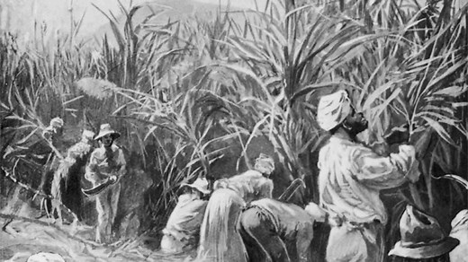 The importance of the West Indian colonies - Reasons for the development of the slave trade - Higher History Revision - BBC Bitesize