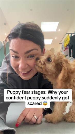 Puppy fear stages: Why your confident puppy suddenly got scared 😨 One day they're confident... The next day they're terrified of the vacuum! Here's what's happening: 8-10 weeks: FIRST fear period (Suddenly scared of new things) 6-14 months: SECOND fear period (Scared of things they used to be fine with!) This is NORMAL puppy development! But how you handle it determines if they stay fearful forever... The key? Don't force them, don't coddle them, just support them! Want to learn more about thei