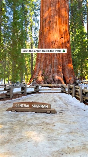 April Duke & Vikas Shekhawat | Outdoor Adventure Travel on Instagram: "The General Sherman Tree, located in Sequoia National Park, is the largest tree in the world by volume and one of the most awe-inspiring living things on Earth. 😌🌲 This giant sequoia stands about 275 feet tall and is estimated to be around 2,200 years old. What makes it truly remarkable isn’t just its height, but its massive trunk over 36 feet in diameter at the base, holding more wood than any other tree on the planet. Des