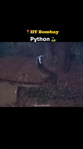 Prabhat on Instagram: "🐍 Abhi semester shuru bhi nahi hua, bhai… Python ne entry maar di 🔥🐍📍IIT Bombay . . . . #iitbombay #python #zoo #reelsinstagram #trending"