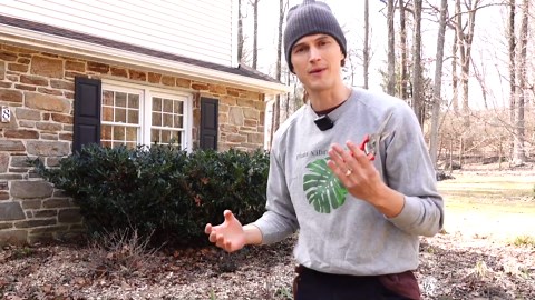 When should I cut back my perennials? Do this for lush plantings