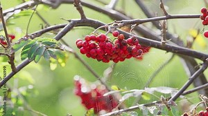 Video reveals ripe Rowan berries on a sunlit morning. The Rowan, a mystical tree with a history as witch's bane and future diviner, is cherished by wildlife in woods and towns Stock Video