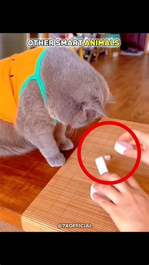 Other Animals Are Smart But This Cat Is On Another ❤️
