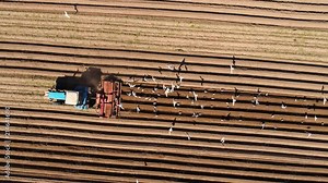 Agricultural work on a tractor farmer sows grain. Hungry birds are flying behind the tractor, and eat grain from the arable land.