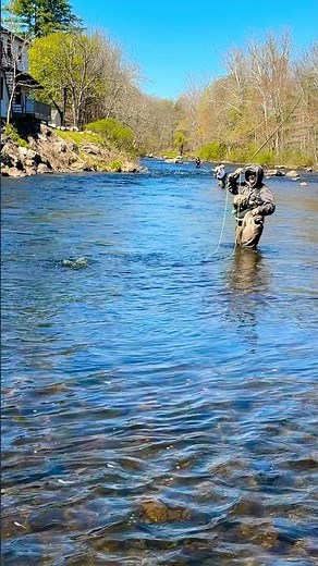 Catching a brown trout fly fishing on the Farmington River #troutbum #trouts #trout #fishing420