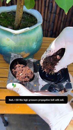 17K views · 94 reactions | Plant Rooting Ball I used to spend a lot of money buying seedlings, but ever since I discovered this method, I no longer have to | The Crafted Garden | Facebook