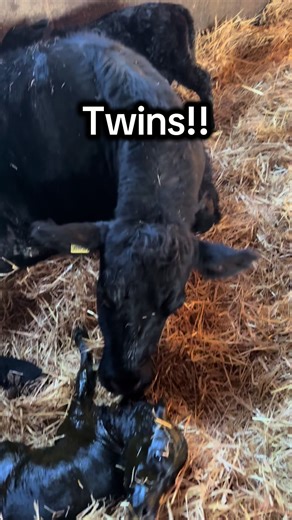 Exciting Calving Twins on the Farm