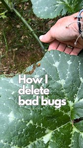 432K views · 379 reactions | Bugs I hand squish/remove in my garden include: Japanese beetles Aphids Leaf footed bugs Squash lady beetles Squash bugs Non-predatory stink bugs Grasshoppers I physically remove pill bugs and slugs using traps and that’s about it. | The Ever Hopeful Gardener | Facebook