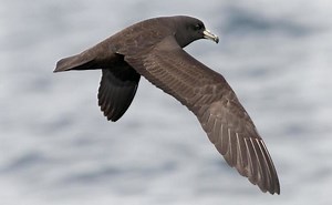 Black petrel - Alchetron, The Free Social Encyclopedia