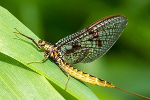 Mayfly - Alchetron, The Free Social Encyclopedia