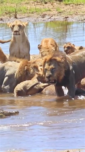 Crocodile Thinks Twice About Stealing Kill from Lion Pride - Morne du Plessis | Latest Sightings - Kruger