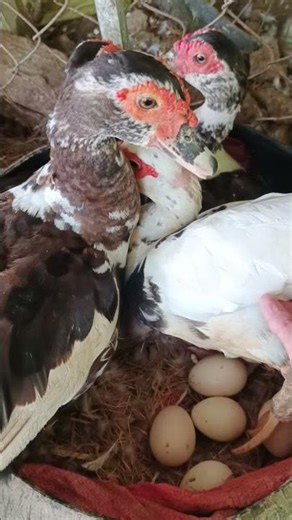 4 Ducks Giving Birth in One Nest – Amazing Duck Mothers & Baby Ducklings