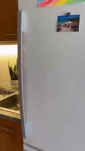 1.3K reactions · 118 shares | Monitor your Frenchie. They treat life like an all-you-can-eat buffet  | Vicki Schuerger | Facebook