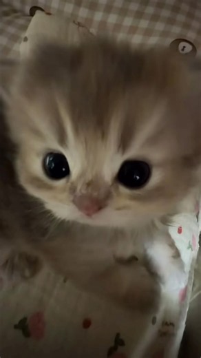 Cute #kitten #cutecat #catsoftiktok #funnycats #catlover | cat