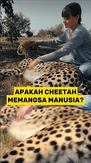 Do Cheetahs Eat Humans? #cheetah #animals