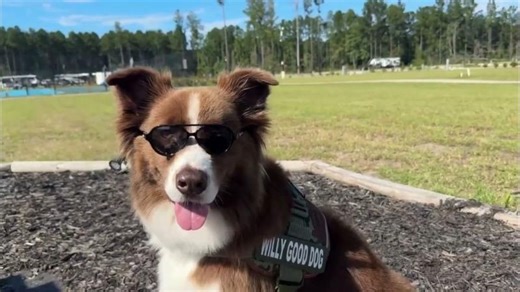 Willy Good Dog and App My Community | App My Community