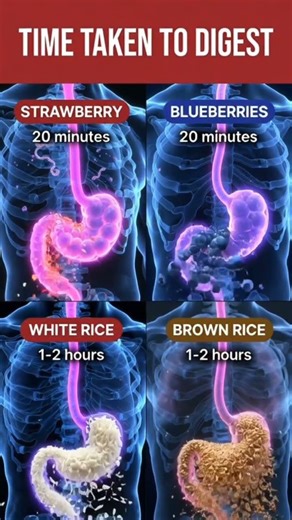 How Fast Your Body Digests These Foods 🍓🍚