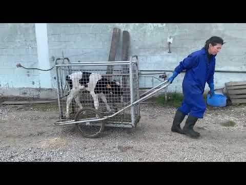 Carro de transporte de terneros ELMEGA // ELMEGA calf cart